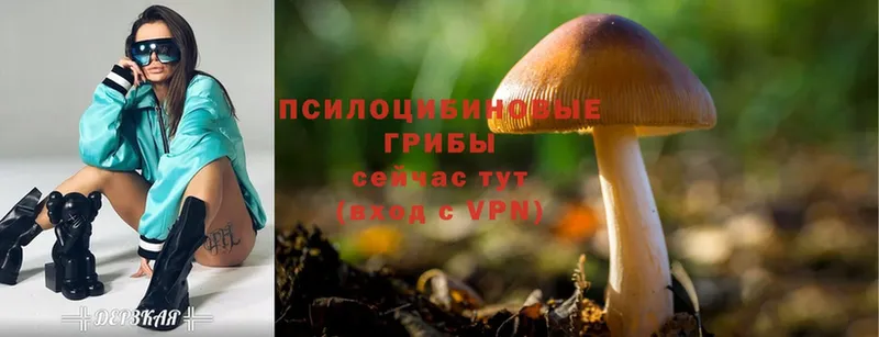 Псилоцибиновые грибы MAGIC MUSHROOMS  Владивосток 